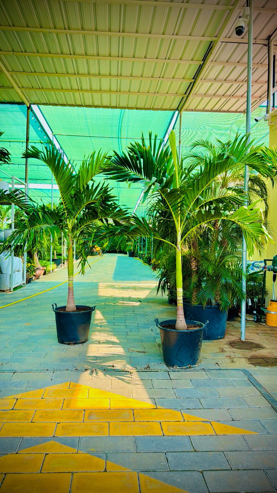 Bundle of 2 vitchia palm