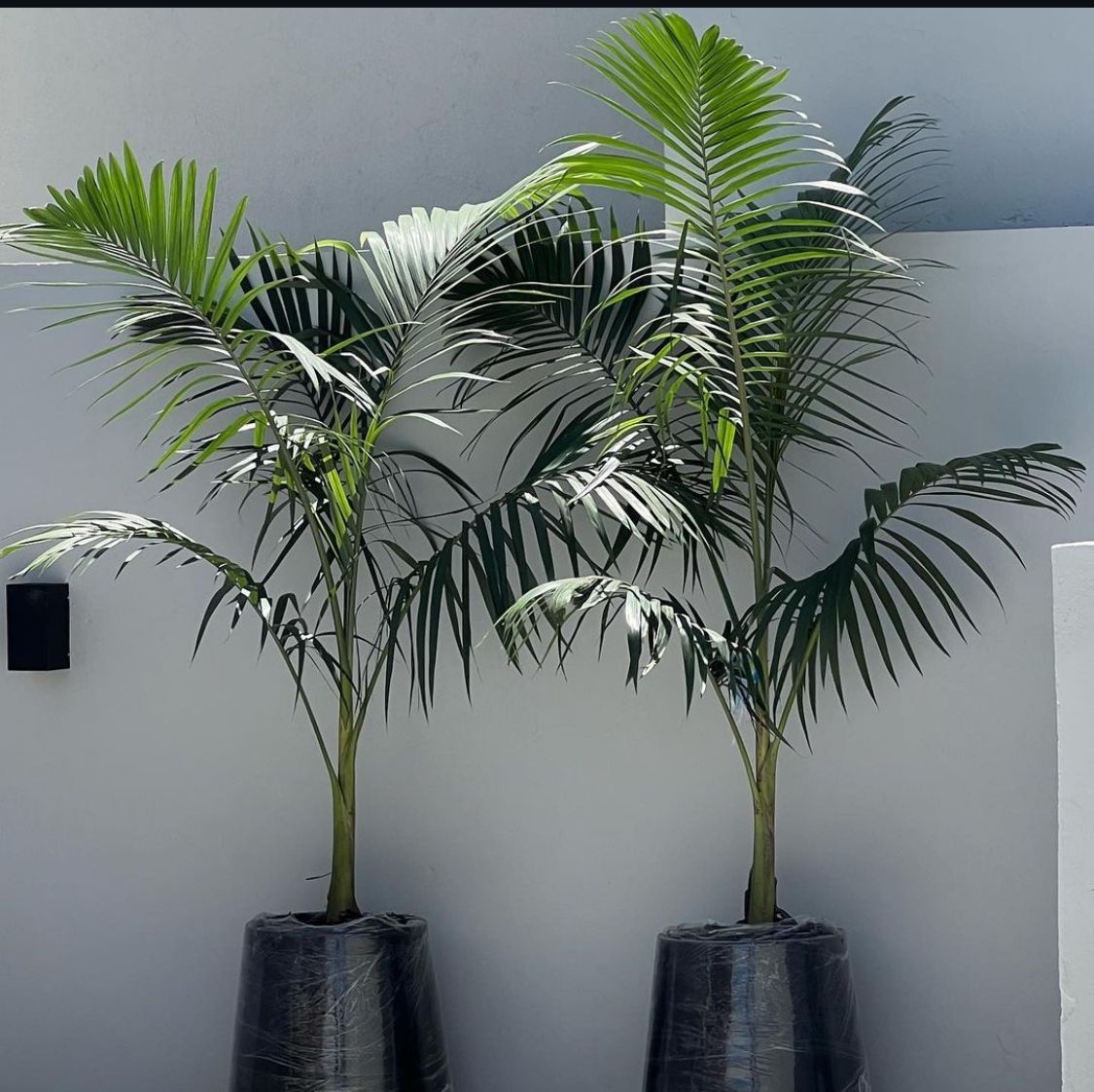 Vitchia palm 2 meter with vase