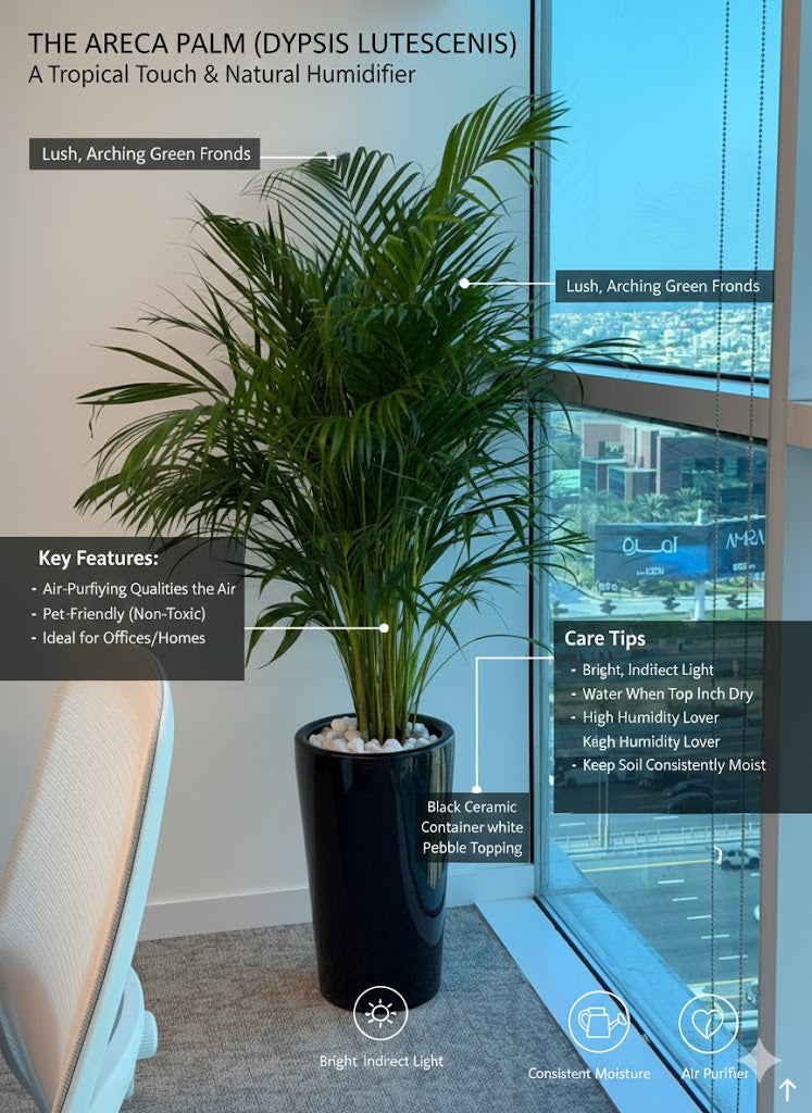 Areca Palm (Dypsis lutescens)