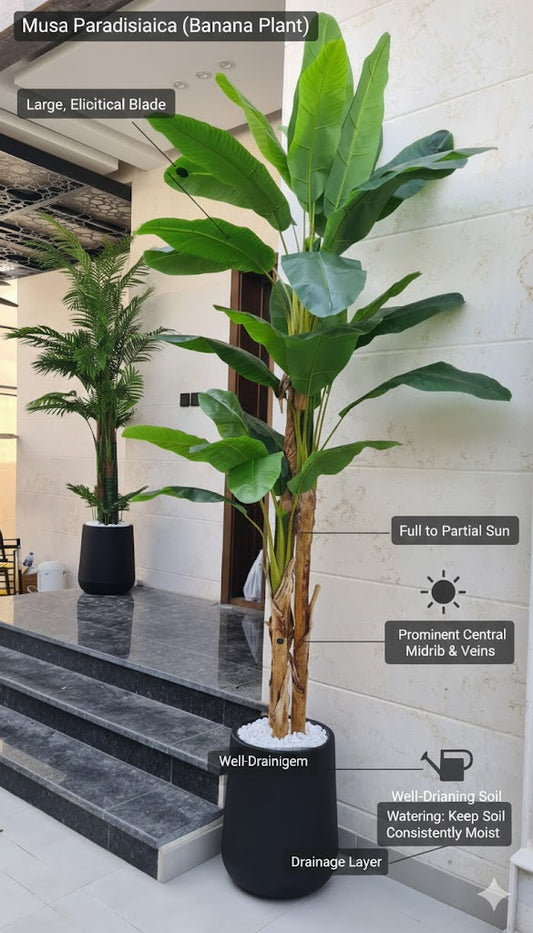 Giant Banana Palm Tree