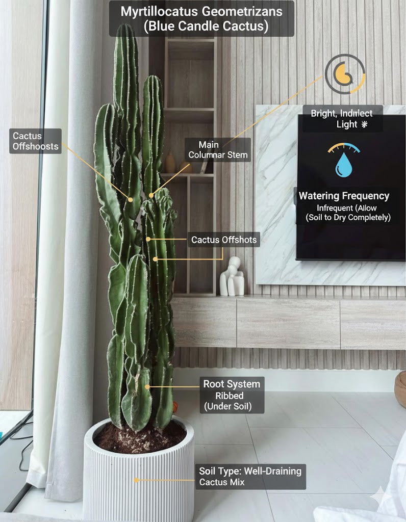 π΅ Elegant Tall Cereus Cactus β Modern Indoor Statement Plant in Textured Ceramic Pot