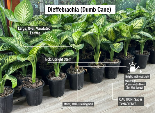 dumb_cane_infographic