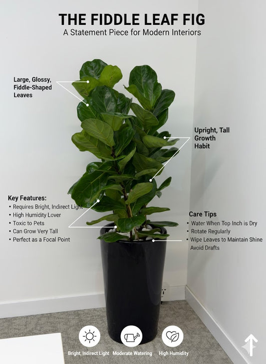 Fiddle Leaf Fig (Ficus Lyrata)