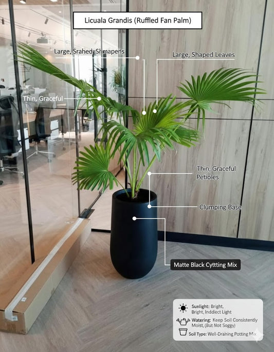 Licuala Grandis ruffled fan palm plant in a black pot with features highlighted.