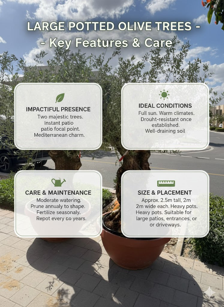 🌿Twin Mature Olive Trees – Premium Mediterranean Outdoor Statement Plants