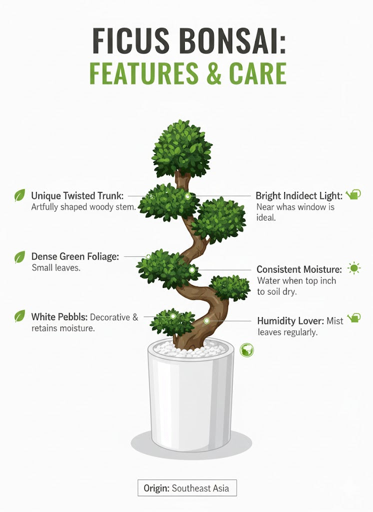 Ficus Bonsai features and care guide with a potted bonsai plant illustration.