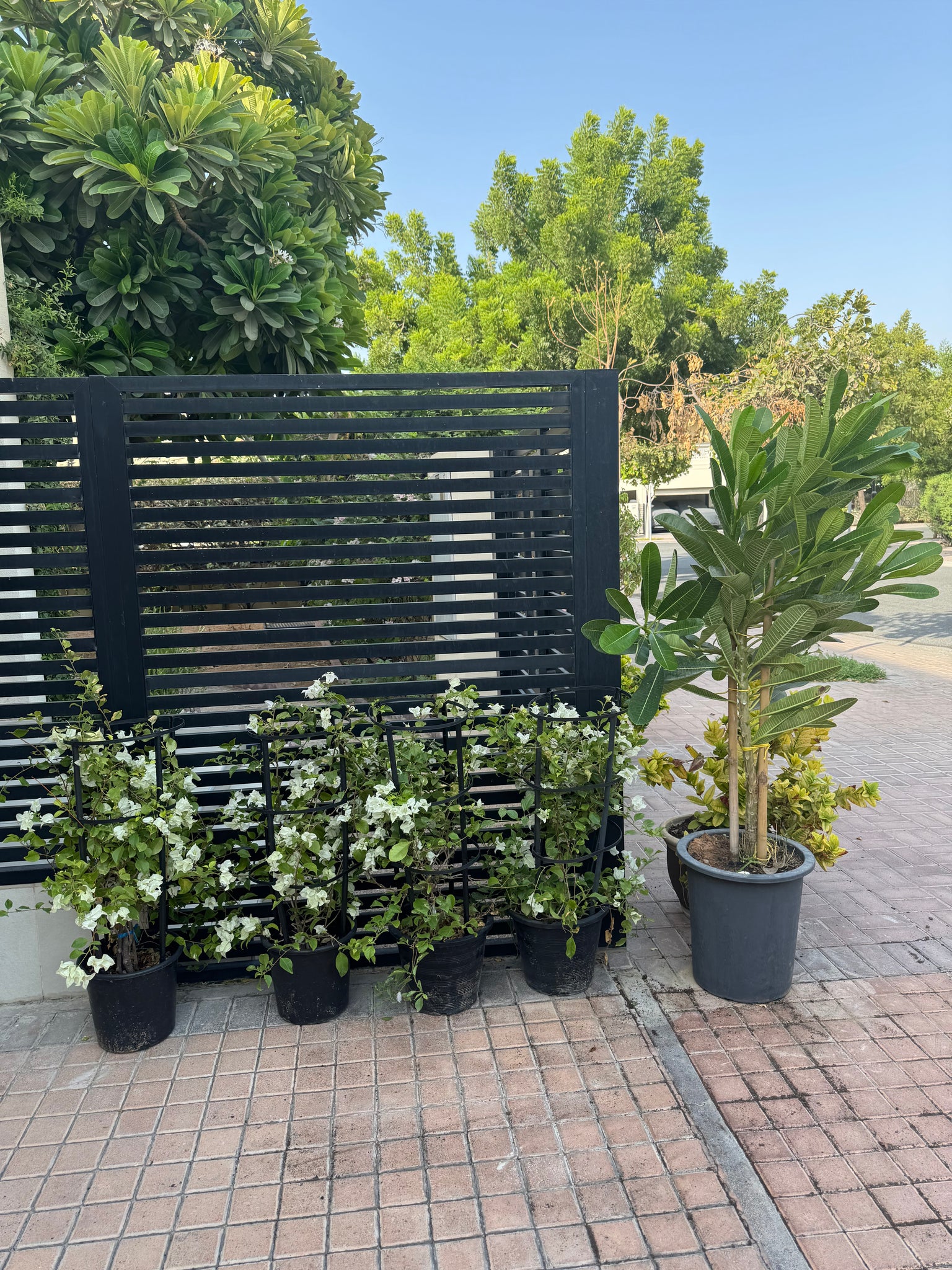 Bundle of 5 outdoor plants