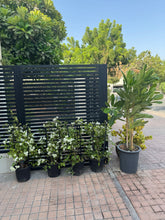 Bundle of 5 outdoor plants