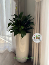 Bundle of 4 plants with pots .