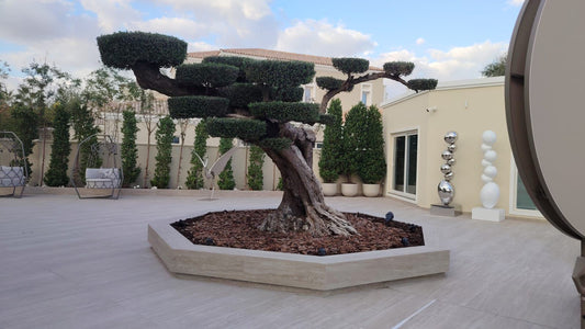 🌿Luxury Sculpted Olive Tree – Architectural Outdoor Statement Plant