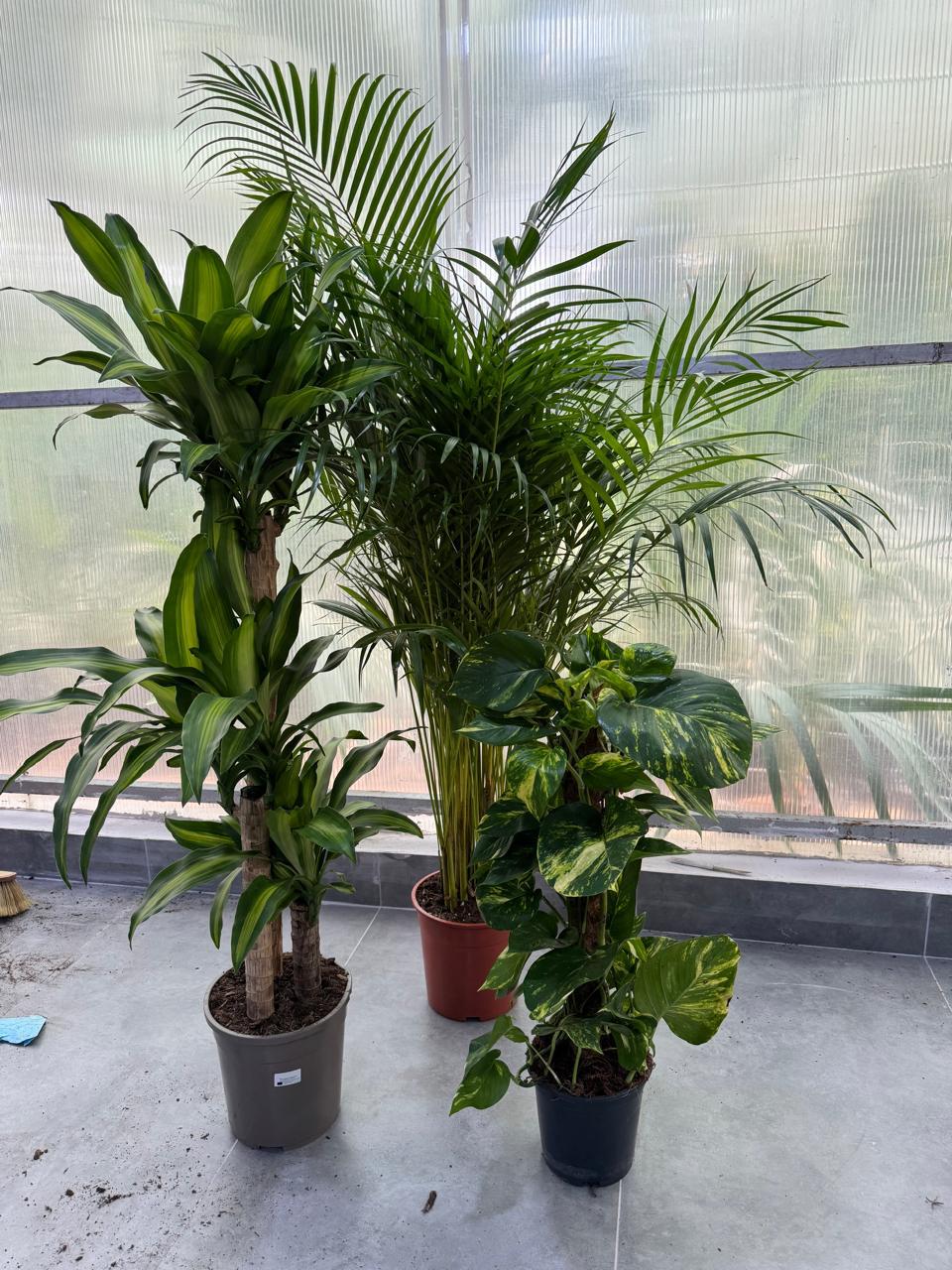 🌿Premium Indoor Plant Combo – Dracaena, Areca Palm & Golden Money Plant