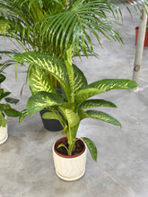 Bundle of 3 Holland plants with pots