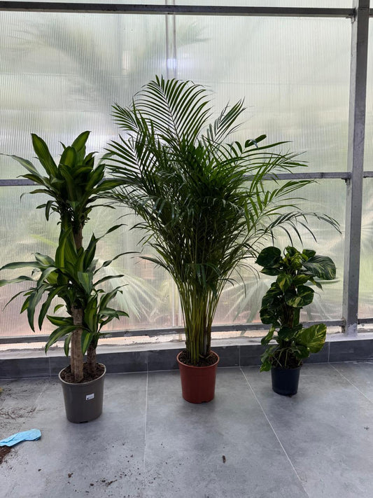 🌿Luxury Indoor Plant Trio – Dracaena, Areca Palm & Golden Money Plant Set