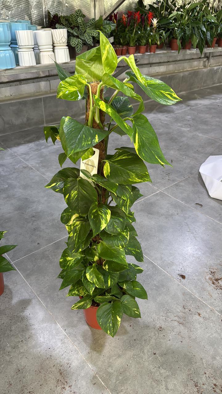 Golden Money Plant (Pothos) on Moss Stick – Lush Climbing Indoor Plant