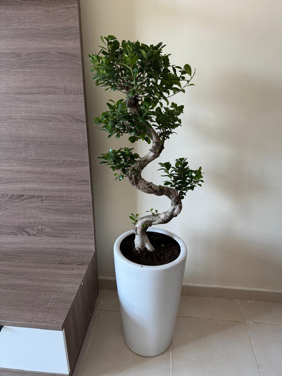 🌿Elegant S-Curve Ficus Bonsai Tree in Modern White Pot – Premium Indoor Statement Plant