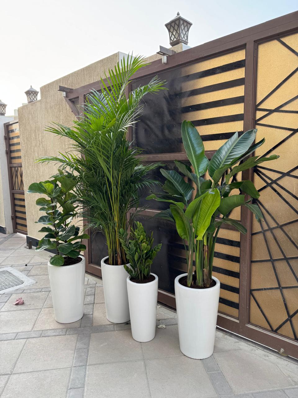 🌿Luxury Indoor & Outdoor Plant Set in Elegant White Pots – Tropical Green Décor Collection
