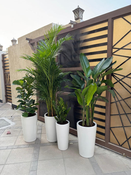 🌿Luxury Indoor & Outdoor Plant Set in Elegant White Pots – Tropical Green Décor Collection