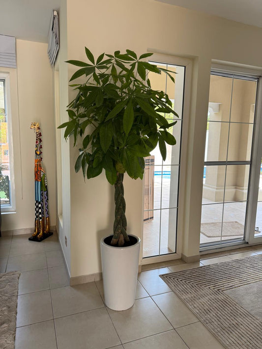🌿Money Tree (Pachira Aquatica) with Braided Trunk in Elegant White Pot – Lucky Indoor Plant