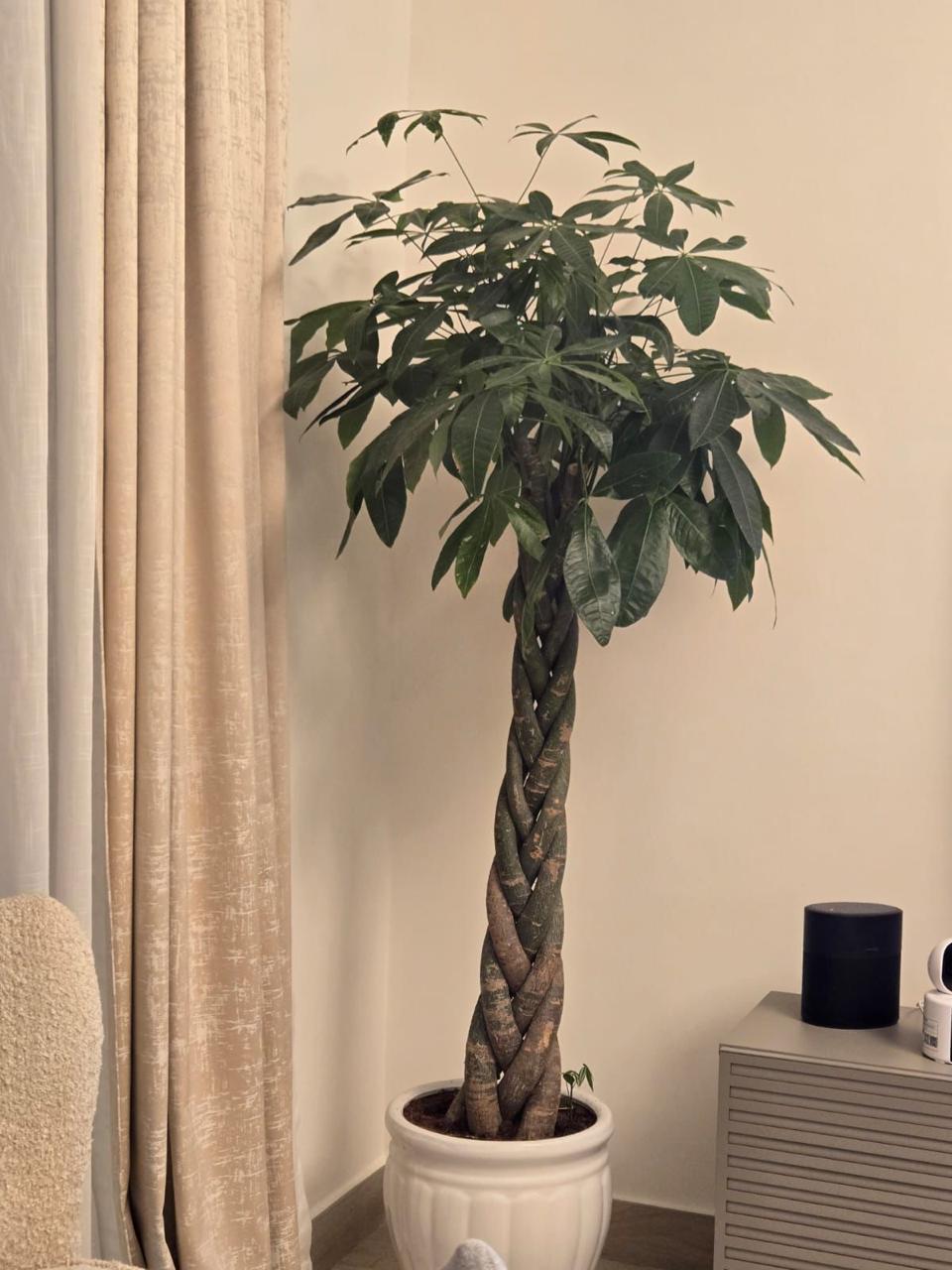 🌿 Money Tree (Pachira Aquatica) – Braided Trunk Indoor Good Luck Plant