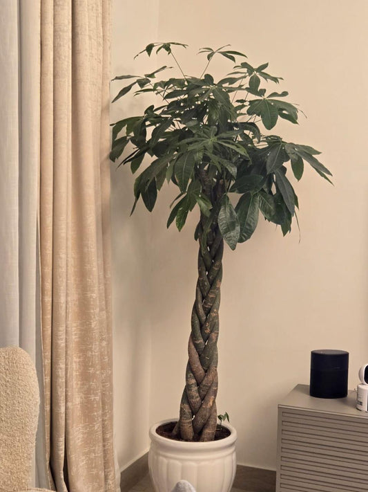 🌿 Money Tree (Pachira Aquatica) – Braided Trunk Indoor Good Luck Plant