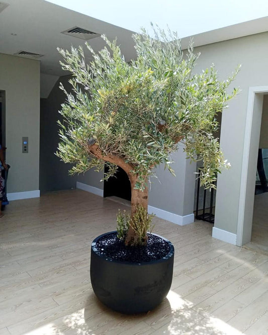 🌿 Mature Olive Tree (Olea Europaea) – Luxury Indoor & Outdoor Statement Plant