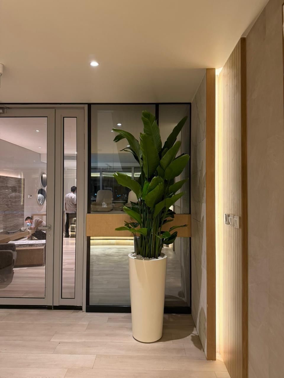 🌿Bird of Paradise (Strelitzia) – Premium Tall Indoor Statement Plant