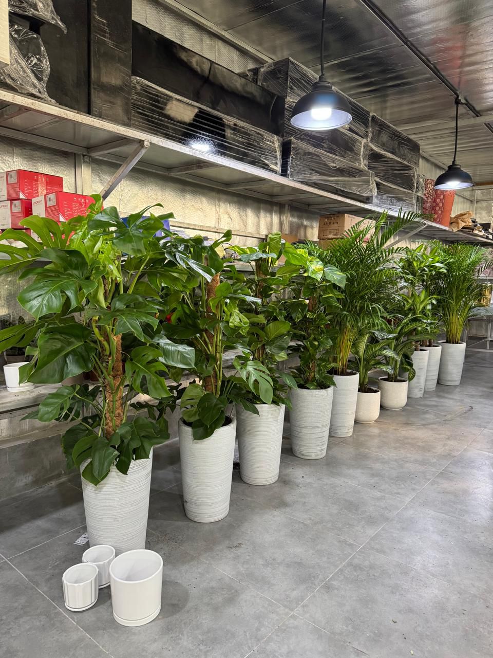 🌿Large Monstera & Palm Plants in Tall White Pots – Premium Indoor Green Collection