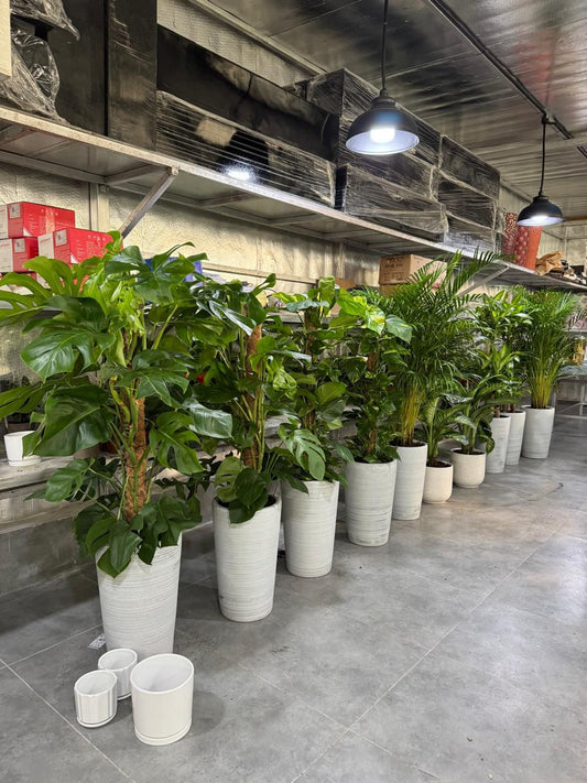 🌿Large Monstera & Palm Plants in Tall White Pots – Premium Indoor Green Collection