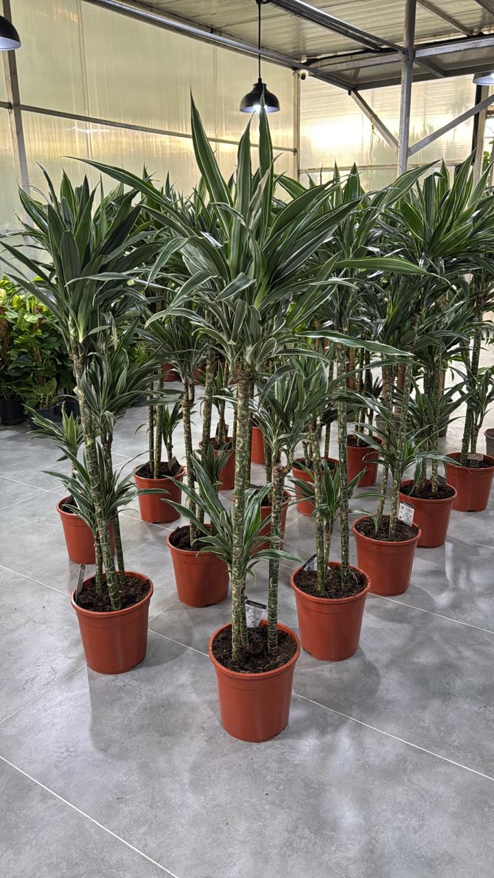 🌿Dracaena Warneckii (Striped Dracaena) – Elegant Indoor Floor Plant