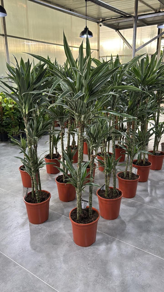 🌿Dracaena Warneckii (Striped Dracaena) – Elegant Indoor Floor Plant