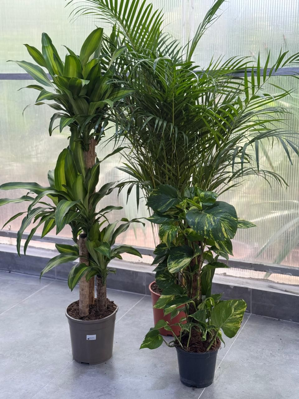 🌿Indoor Green Plant Trio – Dracaena, Areca Palm & Golden Pothos Collection