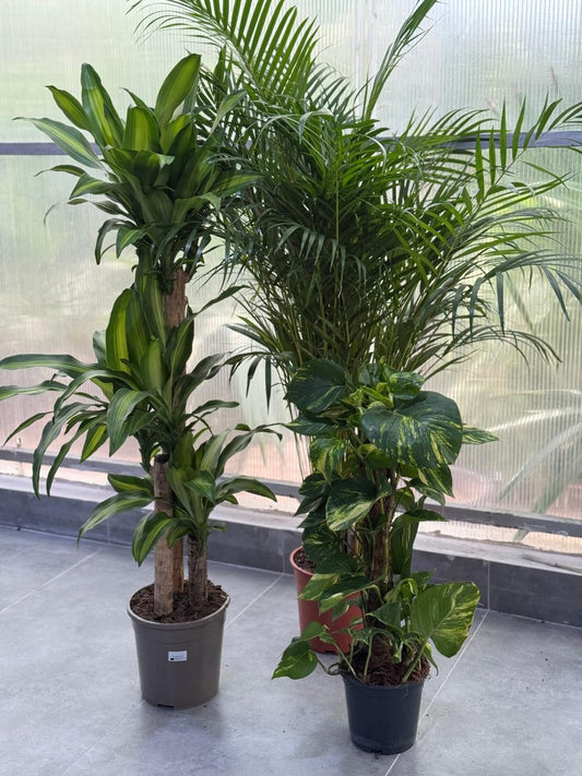 🌿Indoor Green Plant Trio – Dracaena, Areca Palm & Golden Pothos Collection
