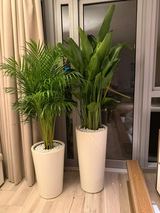 🌿Bundle of two indoor plants with tall fiberglass white planters .