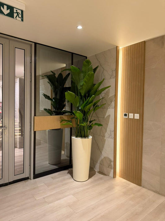 🌿Premium Bird of Paradise Floor Plant in Modern White Planter