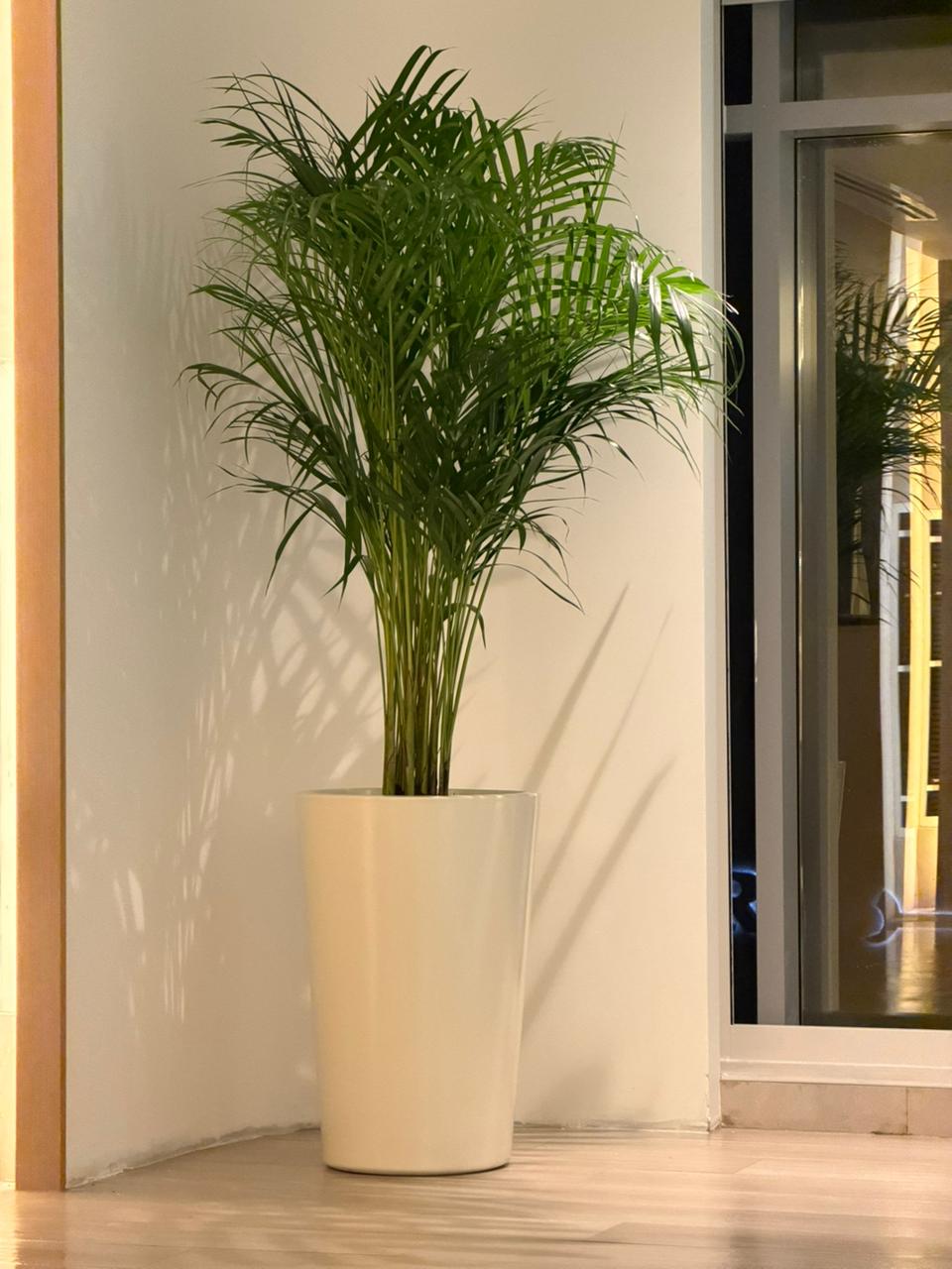🌿Elegant Areca Palm Indoor Plant in Premium White Floor Pot