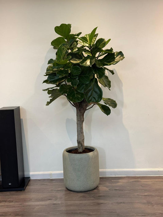 🌿Fiddle Leaf Fig Tree (Ficus Lyrata) in Modern Concrete Planter