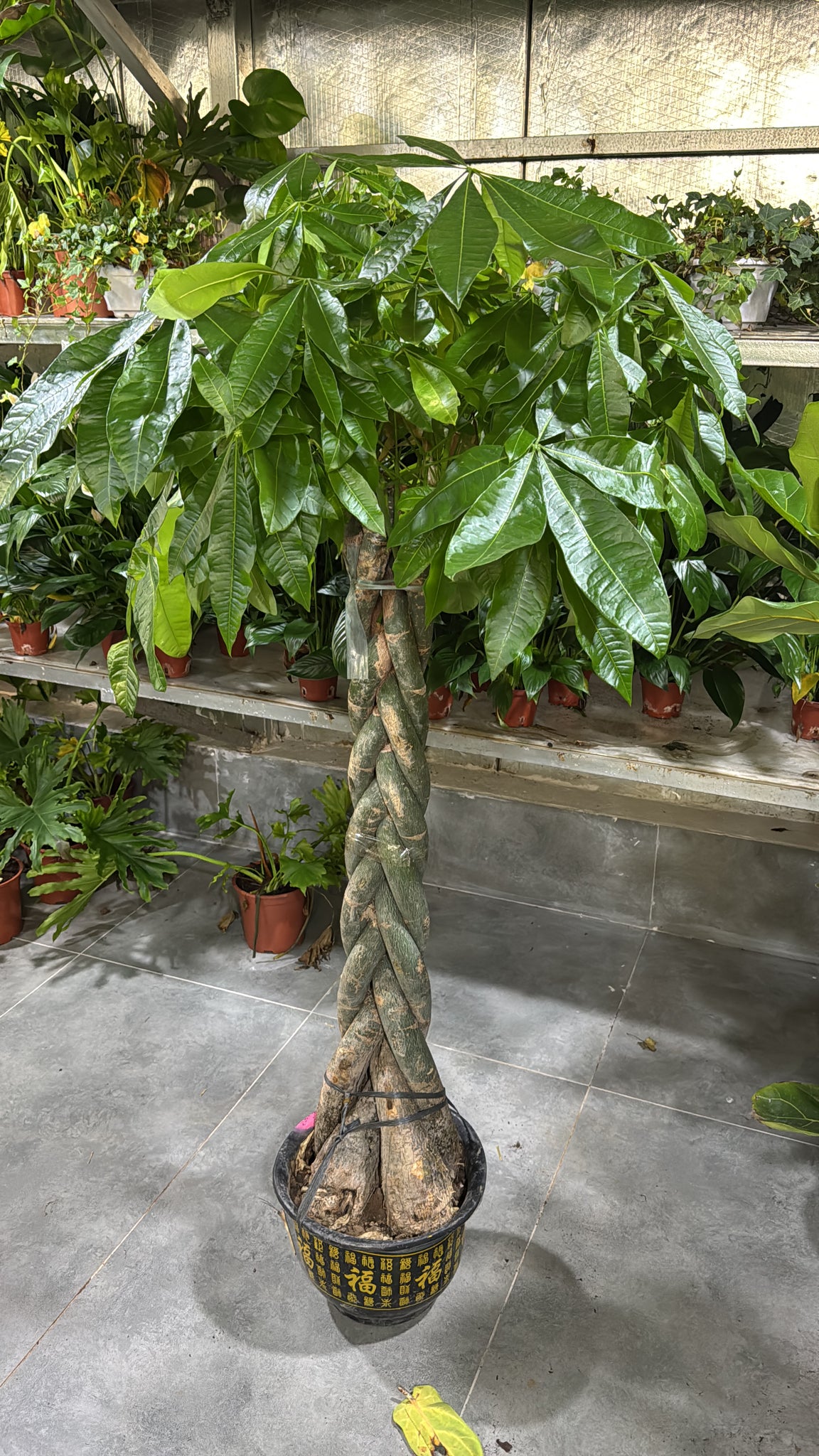 Twisted money tree 1.4 meter to 1.6 meter