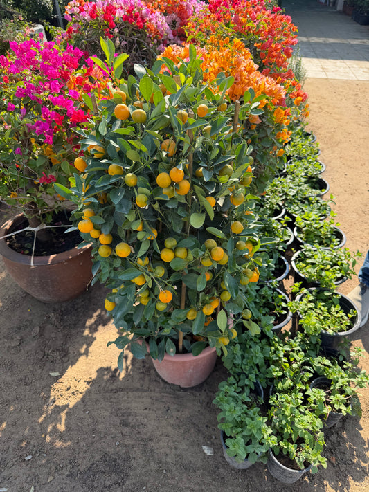 🍊Mandarin Orange Plant (Citrus) – Fruit-Bearing Potted Citrus Tree