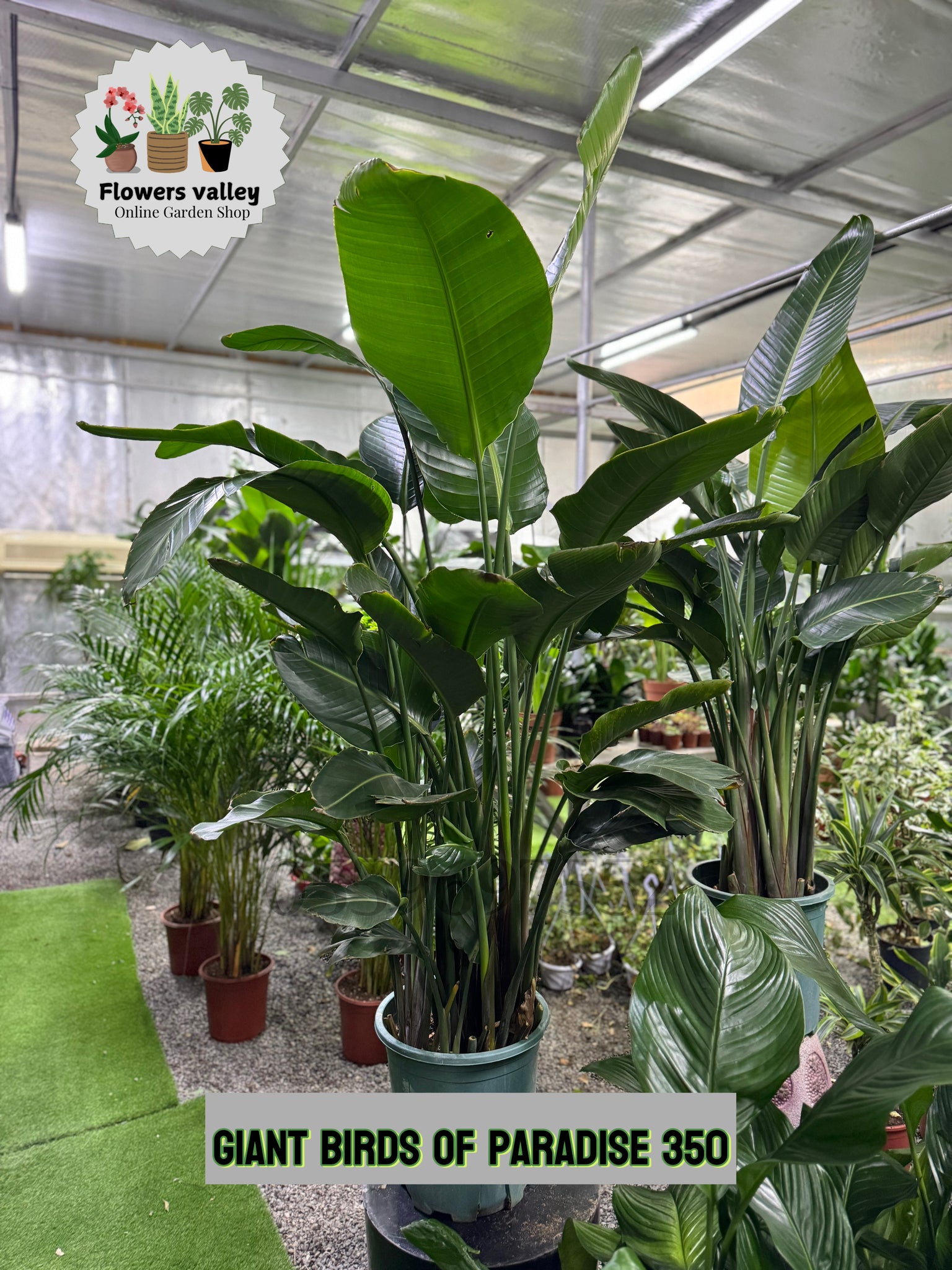 Wow🥰 Big birds of paradise(Height 2M)