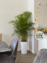 Bundle of 4 plants with pots .