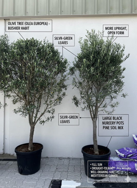 🌿Olive Tree (Olea Europaea) Outdoor & Indoor Plant in Pot – Timeless Mediterranean Elegance