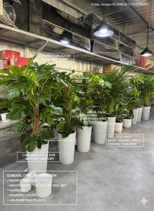 🌿Luxury Indoor Green Wall Set – Monstera & Palm Plants in Premium White Floor Pots