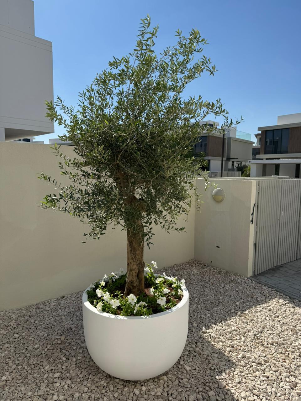 🌿 Elegant Potted Olive Tree – Timeless Mediterranean Beauty for Your Space