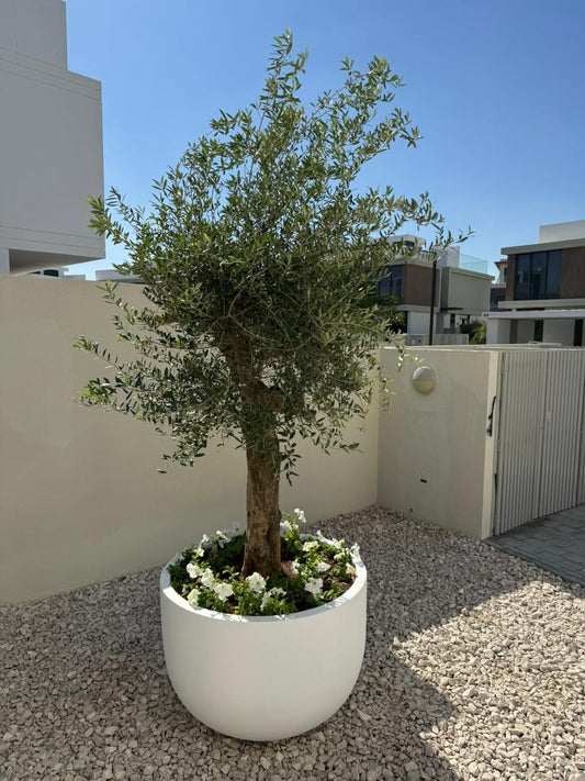 🌿 Elegant Potted Olive Tree – Timeless Mediterranean Beauty for Your Space