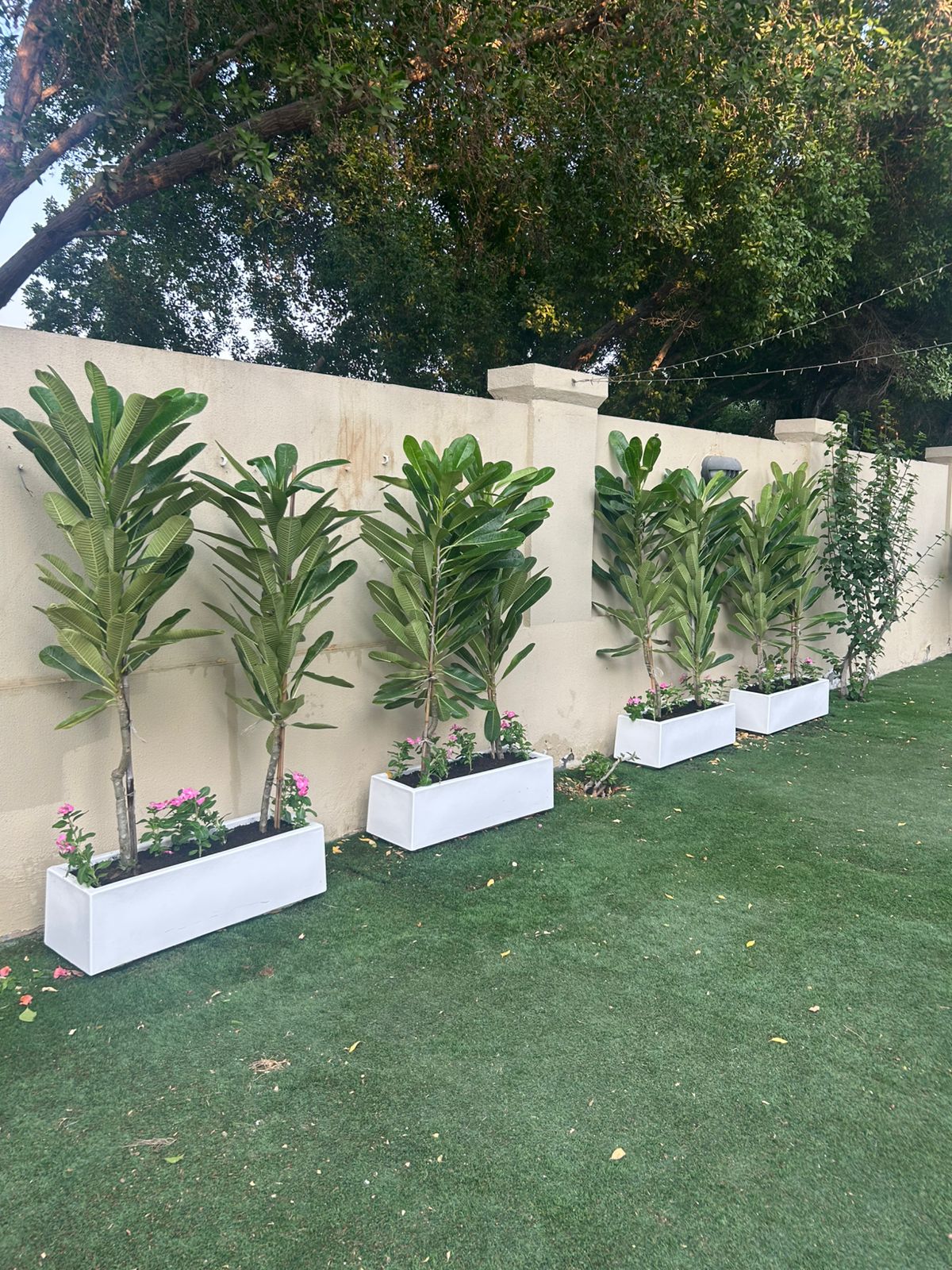 Fiberglass Planter Box + 2 Plumeria (1.5 m) Each
