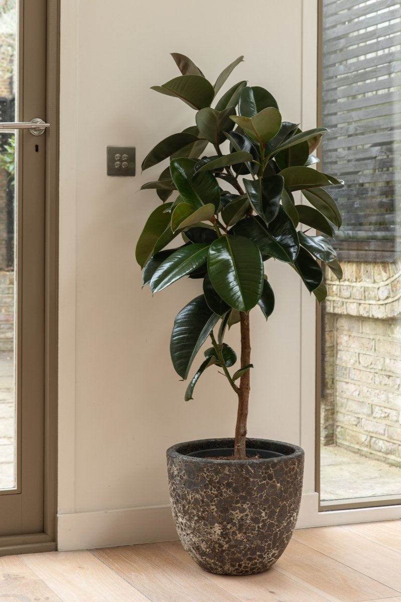 1 meter tall Rubber plant with fiber clay pot