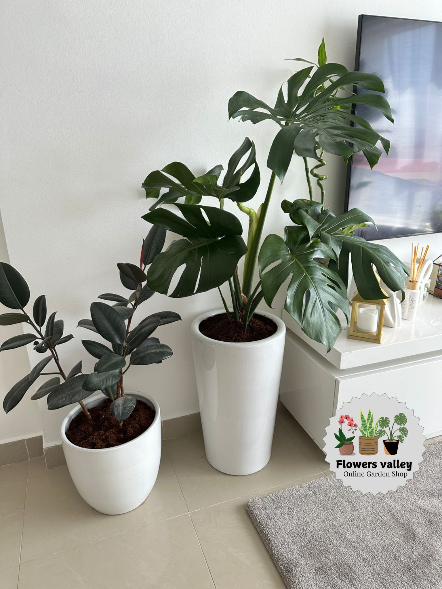 Monstera plant with Beautiful white long pot .