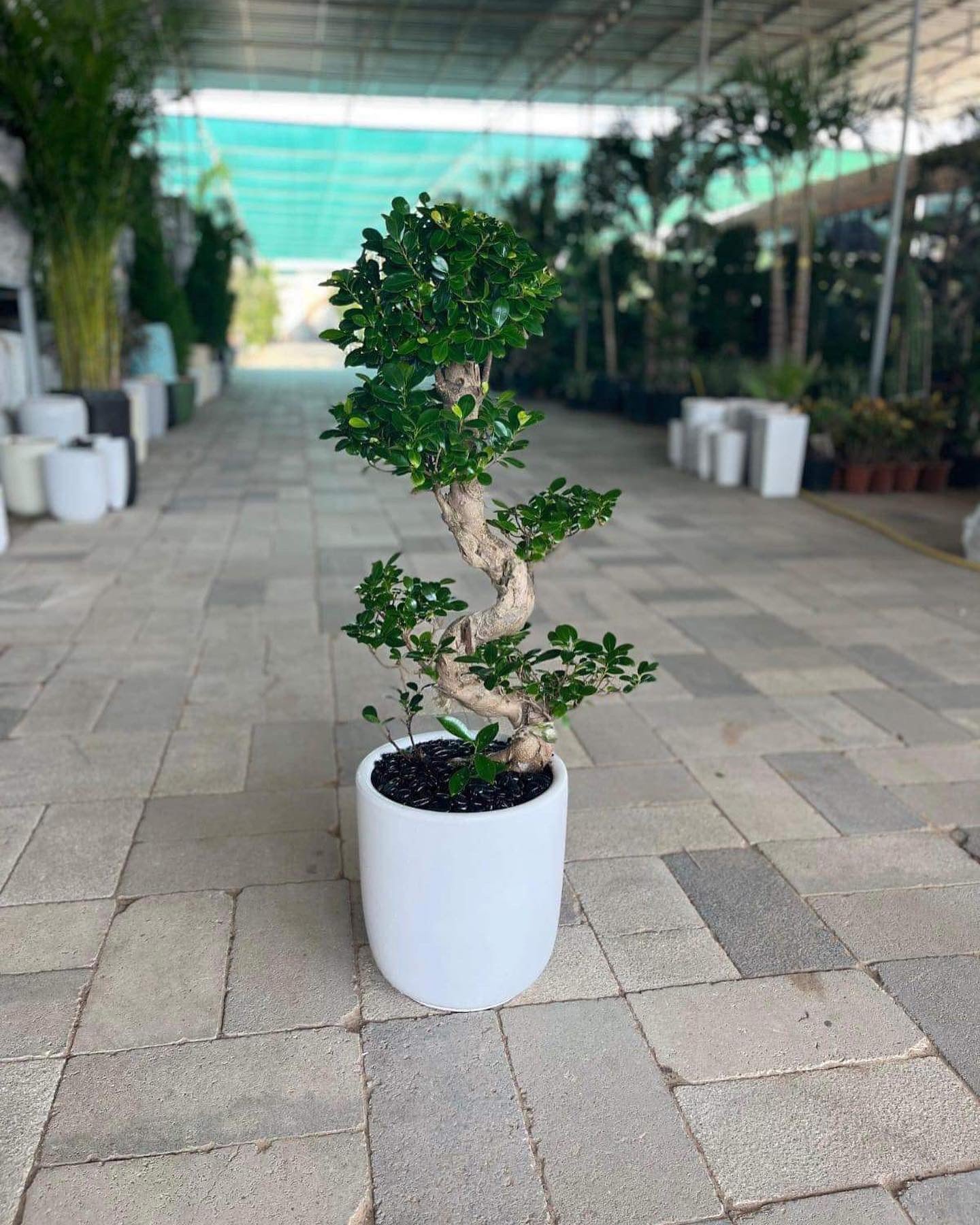 S shape Bonsai with pot
