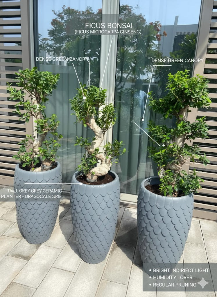 🌿Twisted Ficus Bonsai Tree in Designer Pot – Premium Outdoor & Indoor Statement Plant