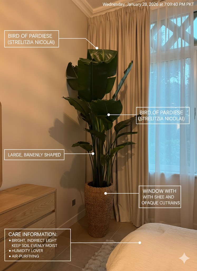 🌿Luxury Bird of Paradise Plant – Tall Indoor Statement Plant for Modern Homes